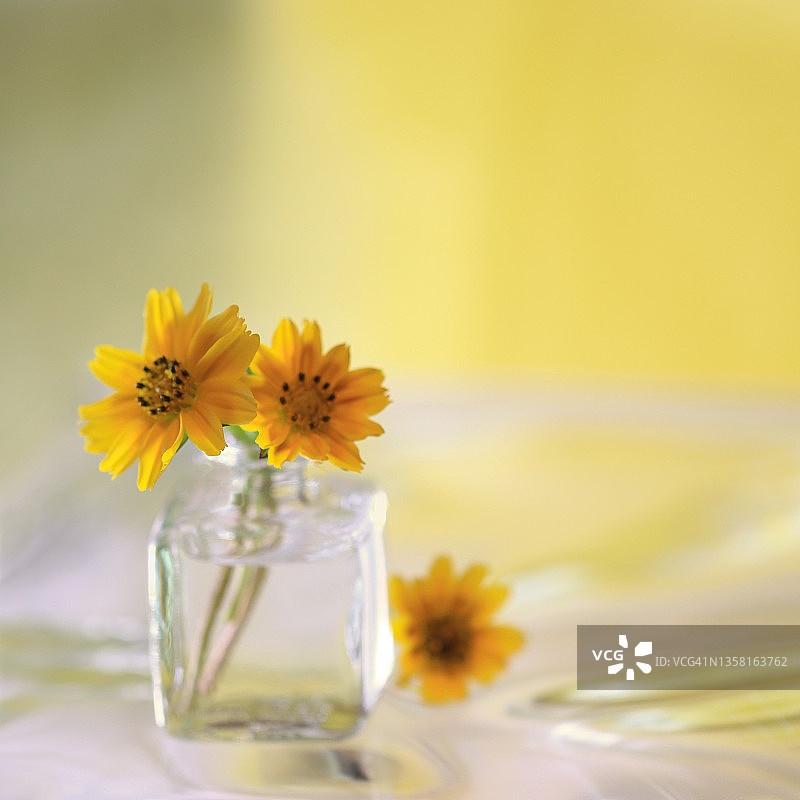黄色沙滩向日葵，置于透明瓶中，黄色背景图片素材