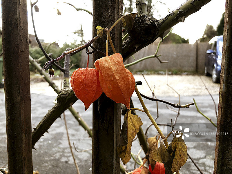 酸浆植物和果实特写图片素材
