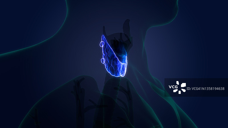 人体甲状腺解剖图图片素材