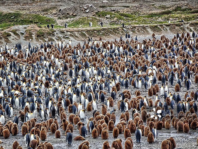 福图纳湾的大群王企鹅，南乔治亚岛图片素材