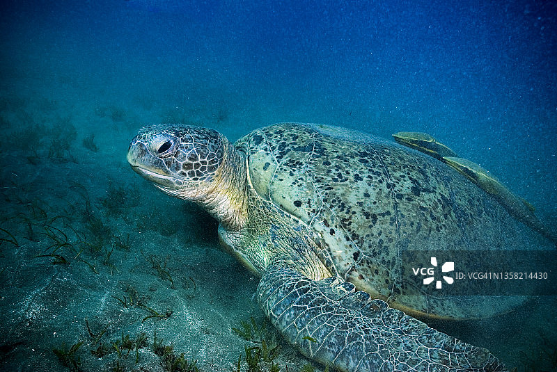 巨大的绿海龟(Chelonia mydas)在埃及马萨阿拉姆阿布达巴巴伊海湾以海草为食图片素材