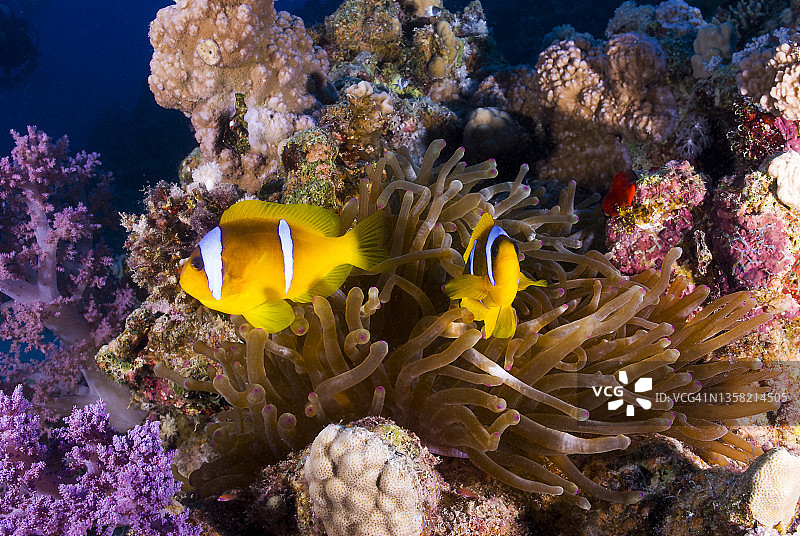 埃及马萨阿拉姆海葵触手中的双带海葵鱼图片素材