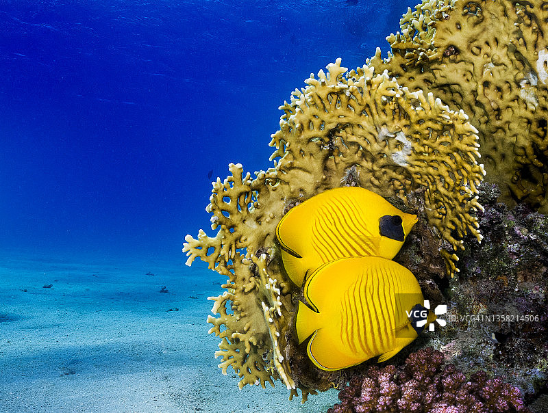 在埃及马萨阿拉姆的火珊瑚上避难的两条蓝颊蝴蝶鱼图片素材