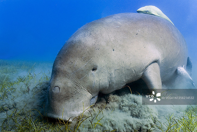 儒艮或海牛（Dugong dugon）在埃及Marsa Alam的Abu Dhabab海湾以海草为食的特写图片素材