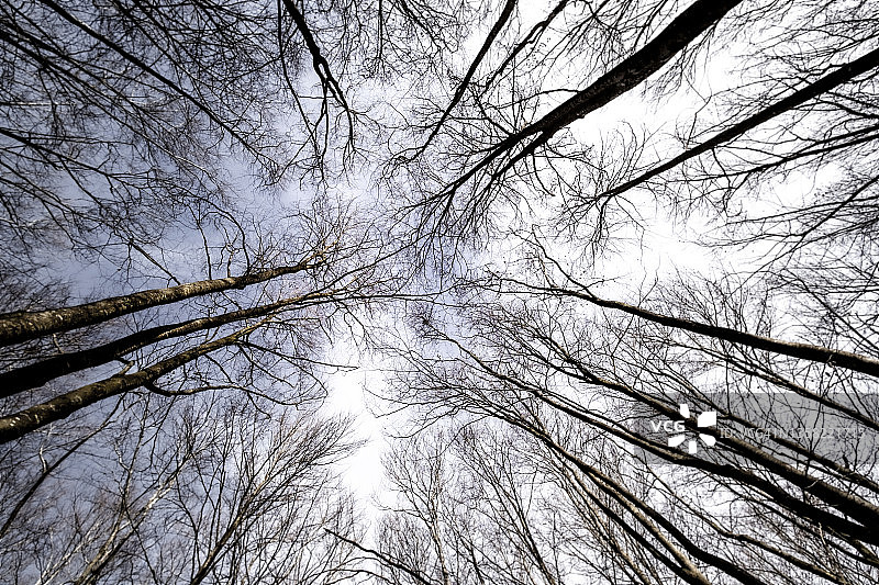 加泰罗尼亚森林图片素材