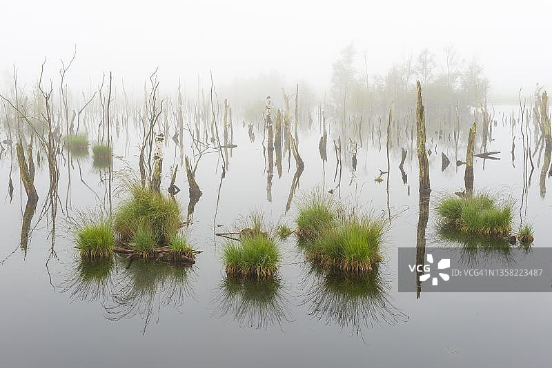 德国下萨克森州戈尔登施泰特的雾蒙蒙的沼泽图片素材