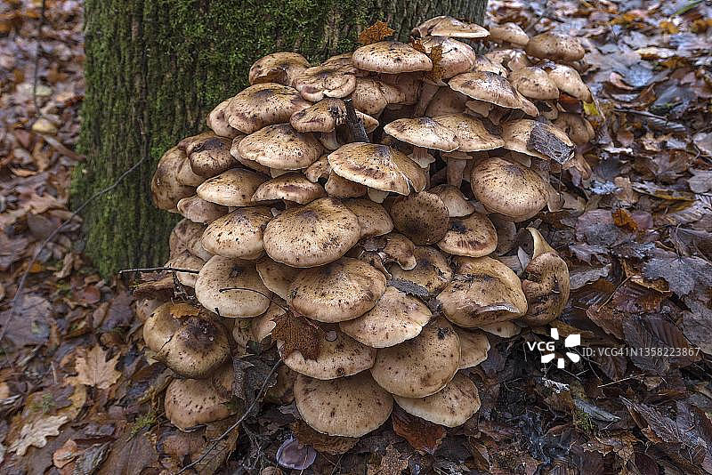 德国巴伐利亚秋叶上的蜜环菌图片素材
