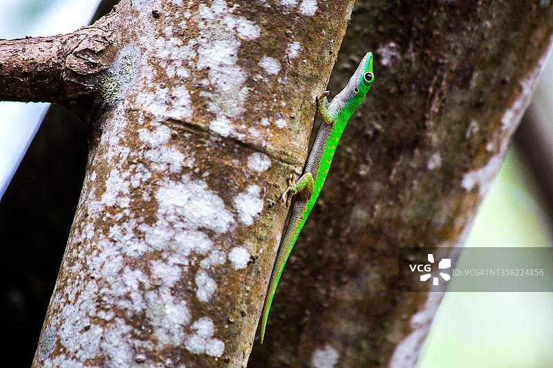 塞舌尔巨型日间壁虎图片素材