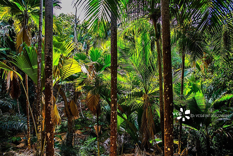 普拉兰岛 Fond Ferdinand 自然保护区，塞舌尔图片素材