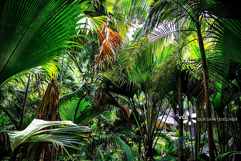 普拉兰岛 Fond Ferdinand 自然保护区，塞舌尔图片素材