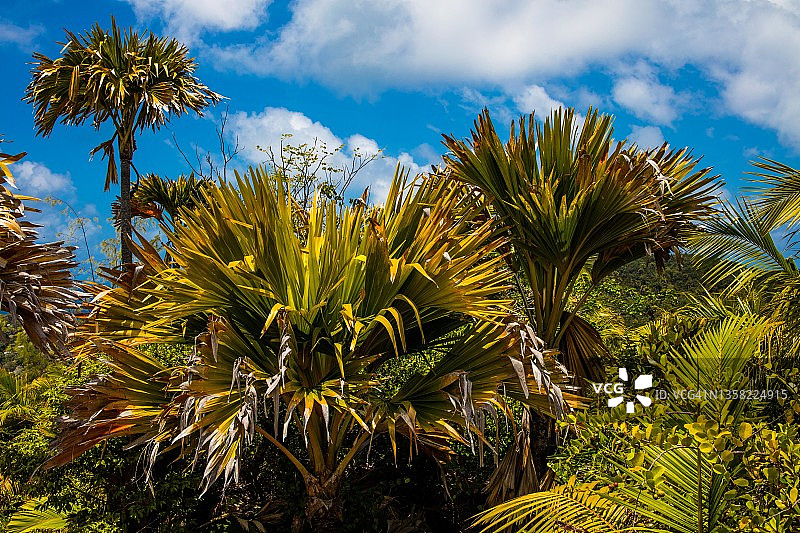 普拉兰岛 Fond Ferdinand 自然保护区，塞舌尔图片素材