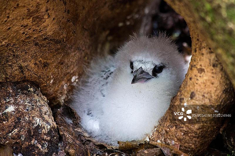 白尾鹲幼鸟，塞舌尔库赞岛鸟类保护区图片素材
