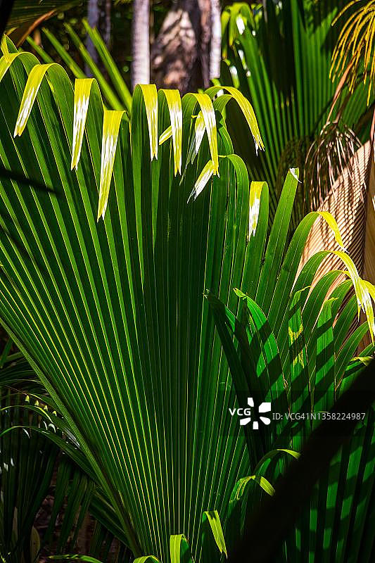 棕榈叶，普拉兰岛 Fond Ferdinand 自然保护区，塞舌尔图片素材