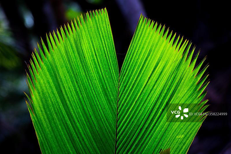 棕榈叶，普拉兰岛 Fond Ferdinand 自然保护区，塞舌尔图片素材