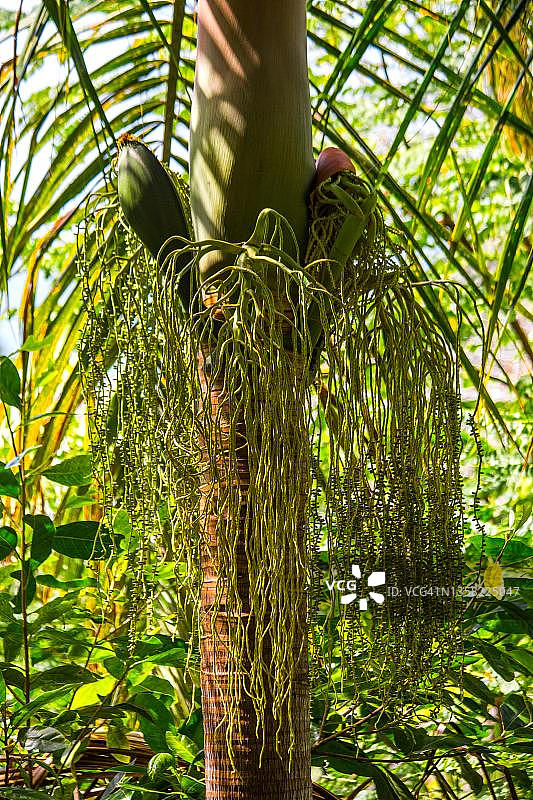 水果和花卉：诺比利斯棕榈，普拉兰岛 Fond Ferdinand 自然保护区，塞舌尔图片素材