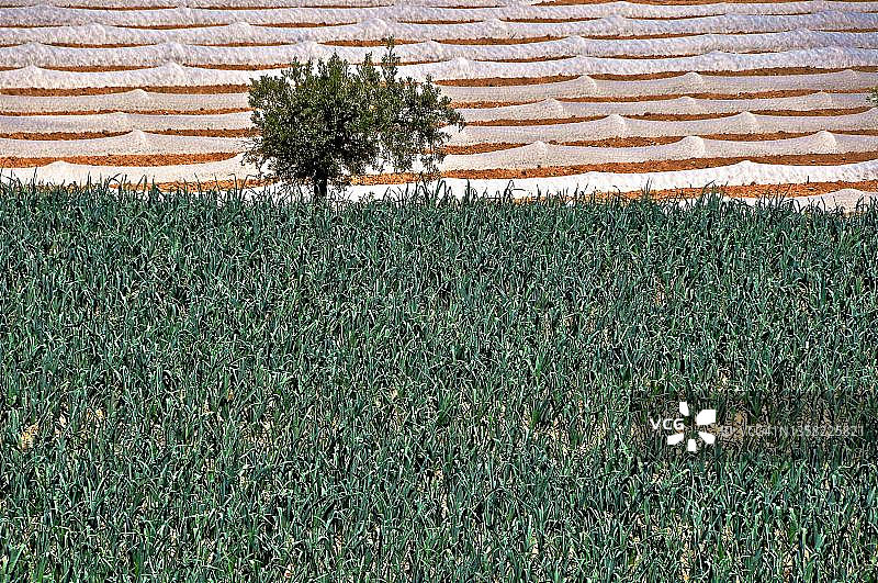 田野边缘的孤树与塑料布农业温室，西班牙图片素材