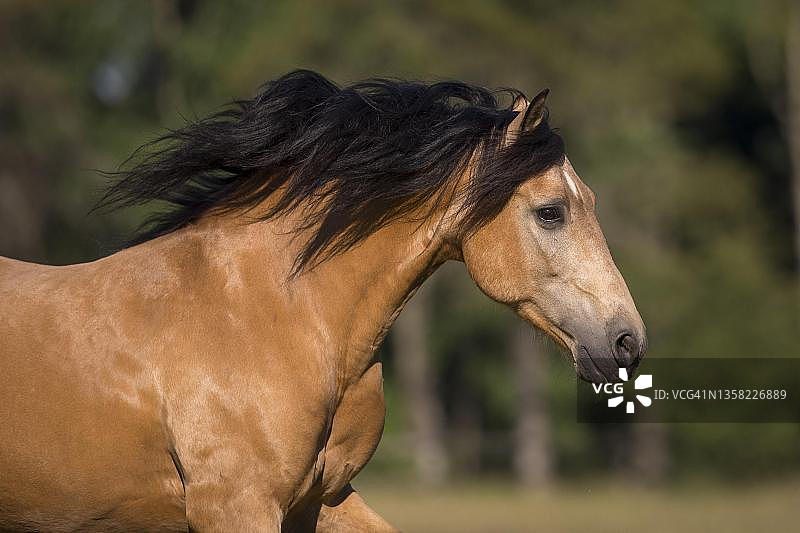 德国的纯种西班牙马驹，鬃毛飘逸图片素材
