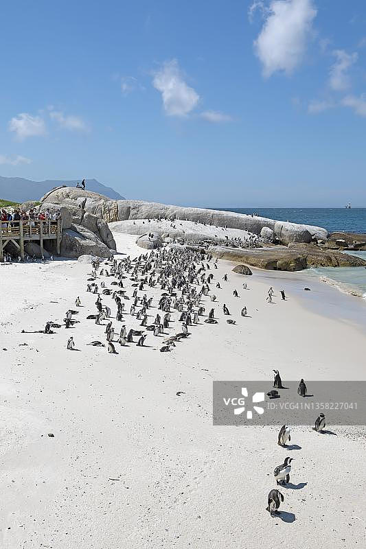 南非博尔德斯海滩上的非洲企鹅群和观景平台图片素材
