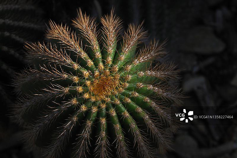 霸王花：仙人掌科植物图片素材