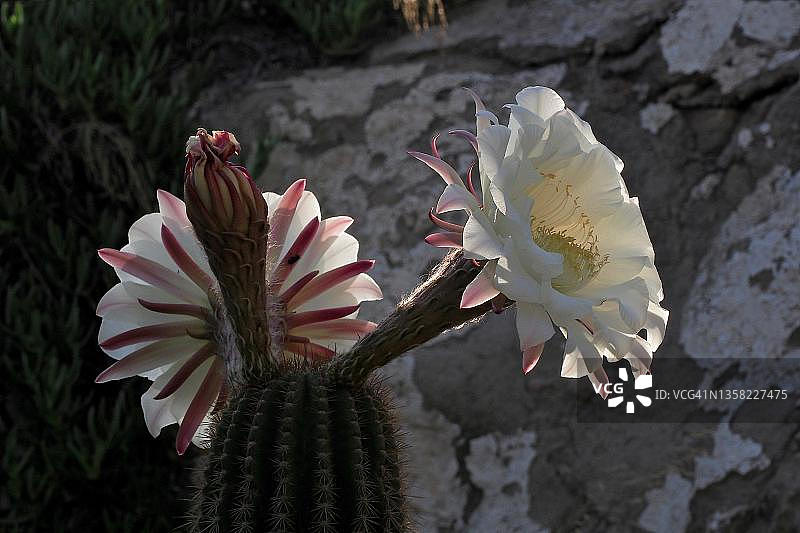 盛开的昙花图片素材