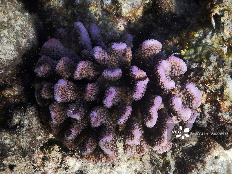 兰纳利珊瑚礁上的粉色疣珊瑚图片素材