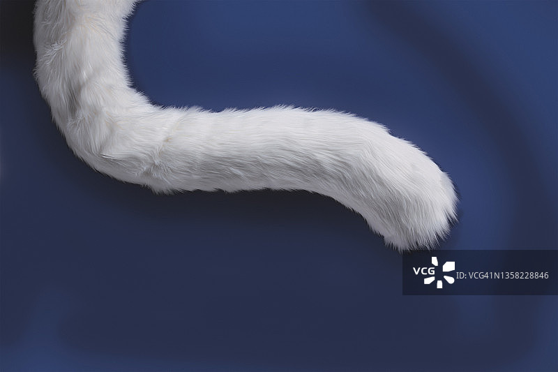 毛皮，仿毛皮，尾巴，顶角图片素材