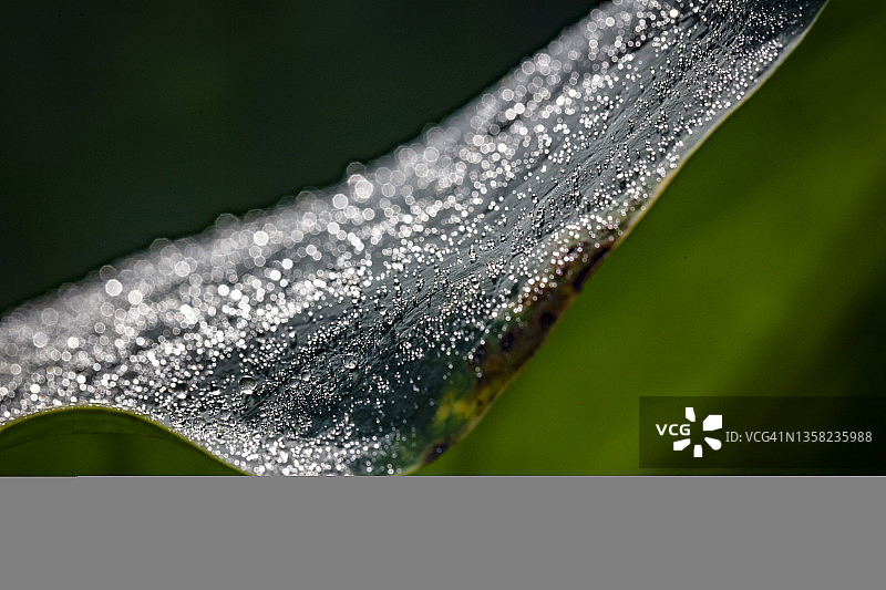 韩国华城郡南池荷叶特写图片素材