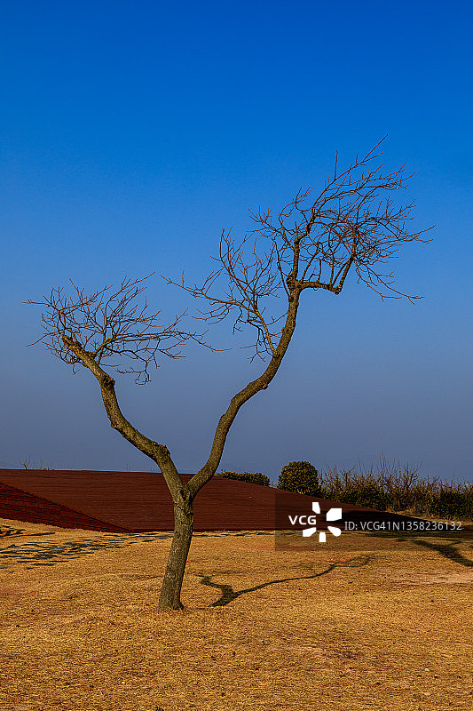 韩国顺天Waon海滩上孤独的树图片素材