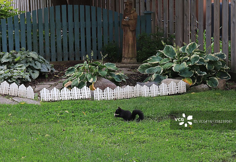 草坪上的黑松鼠/东部灰松鼠，加拿大图片素材