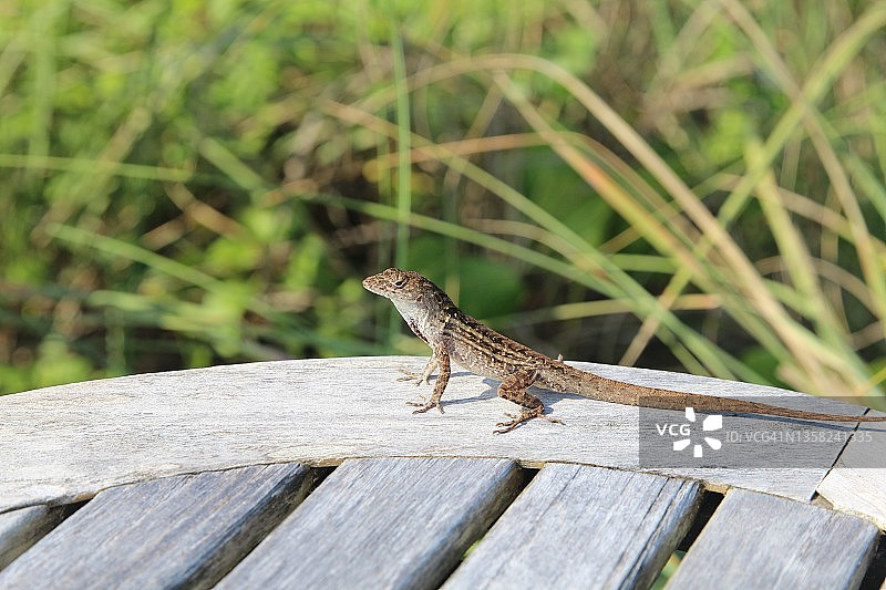 野外棕色变色蜥蜴图片素材