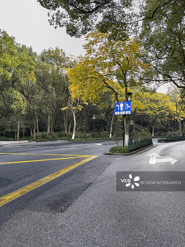 中国杭州灵隐路旁的黄色无患子树图片素材