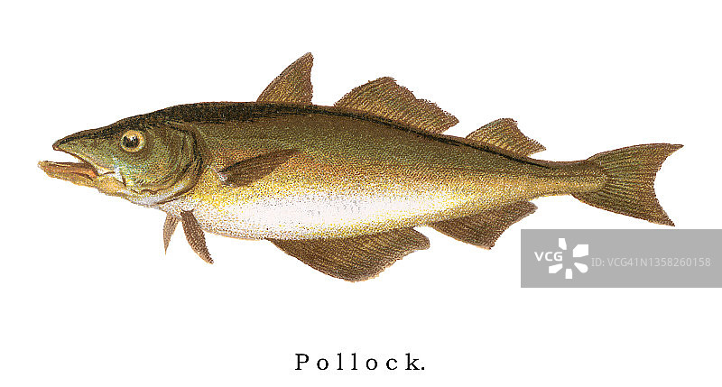 古老的彩色石印插图：狭鳕鱼图片素材