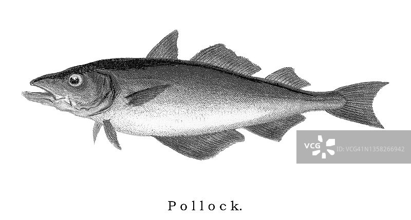 古老的彩色石印插图：狭鳕鱼图片素材