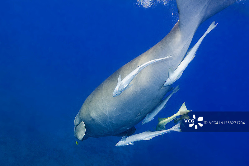 埃及马萨阿拉姆阿布达巴巴湾的儒艮或海牛（Dugong dugon）与附着的印鱼图片素材