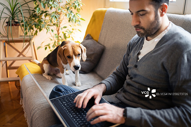 比格犬观察着在家用笔记本电脑工作的主人图片素材