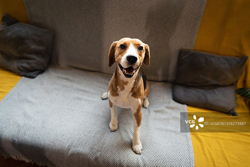 可爱又萌的比格犬坐在沙发上图片素材