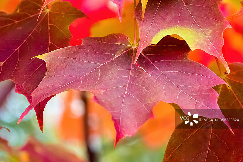 秋色叶图片素材