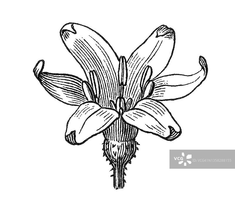 老式刻制图：茜草 - 用于皮革、羊毛、棉花和丝绸的红色染料图片素材