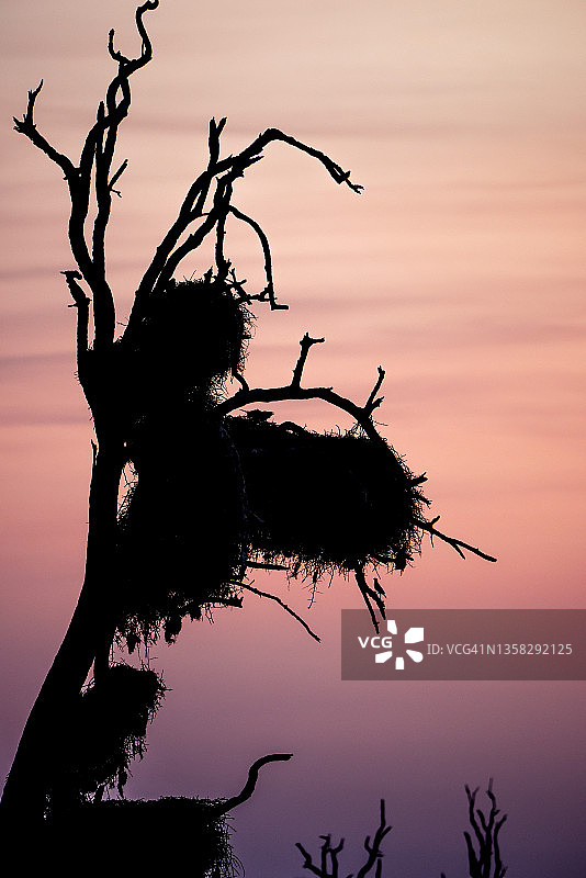 群居织巢鸟图片素材