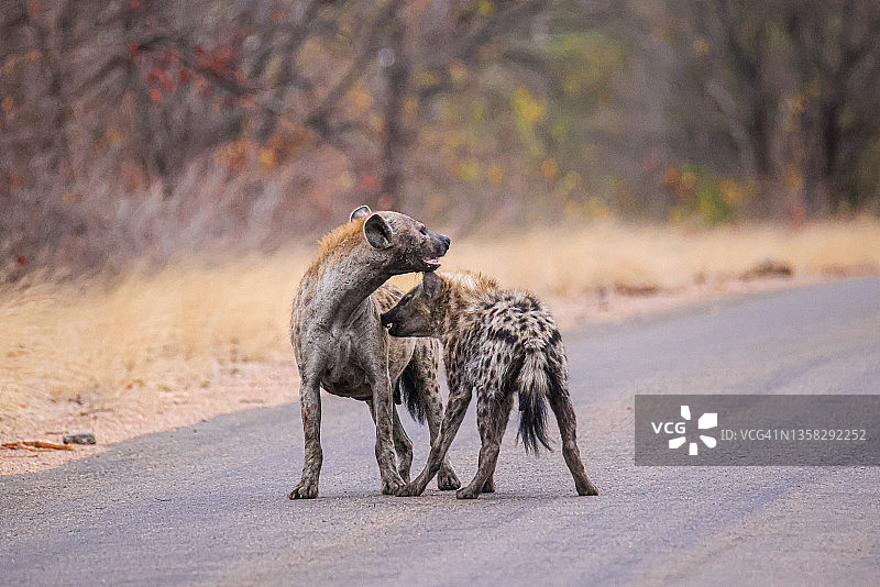 斑点鬣狗图片素材