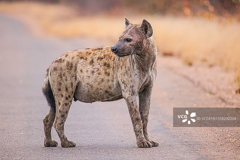 斑点鬣狗图片素材
