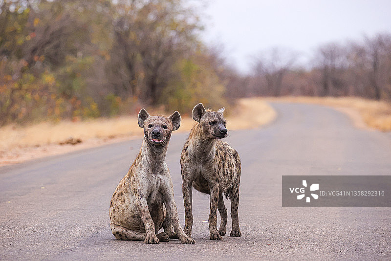 斑点鬣狗图片素材