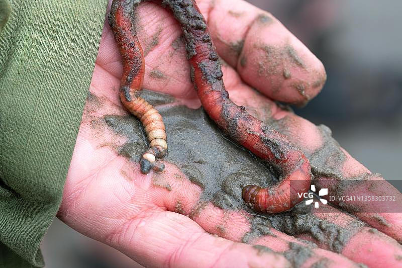 在泥滩漫步时手中展示的沙虫，德国下萨克森瓦登海国家公园，下萨克森图片素材