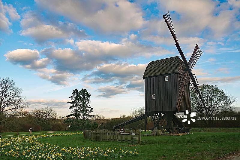 德国下萨克森州不伦瑞克里达格斯豪森的古老磨坊、郁金香花田、桁架风车、维多利亚·路易斯图片素材