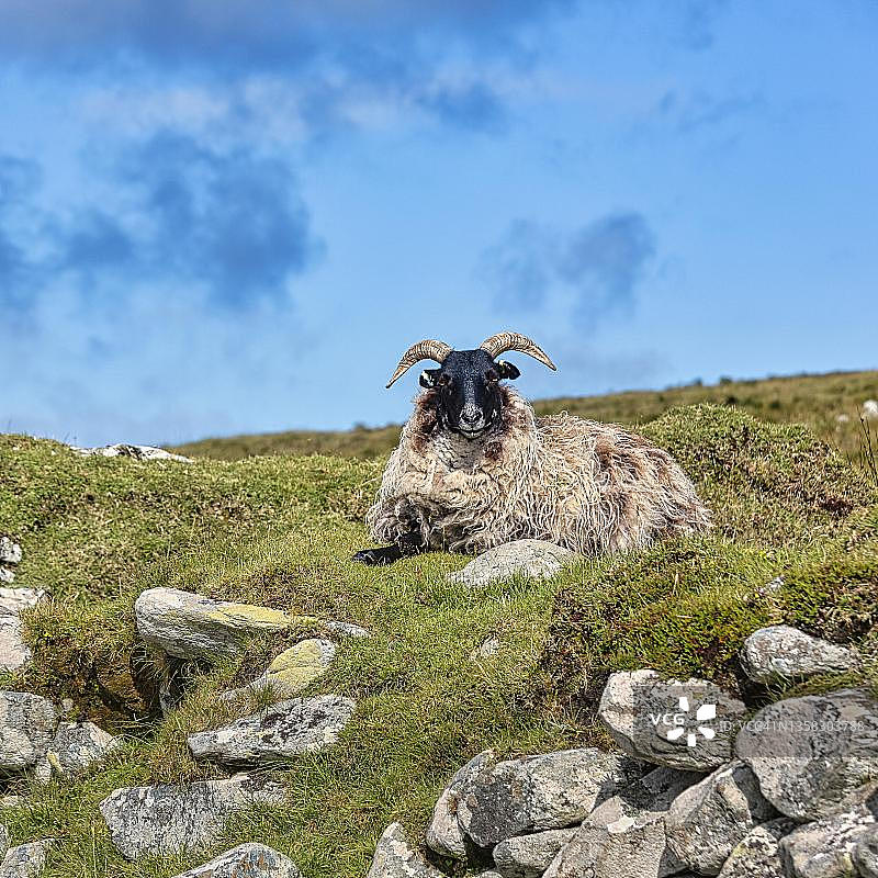 在斯莱夫莫尔山草甸上的家 sheep（Ovis aries），爱尔兰梅奥郡阿基尔岛图片素材