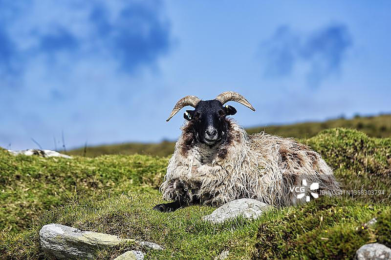 在爱尔兰梅奥郡阿基尔岛斯莱夫莫尔山上，一只黑头角家养绵羊图片素材