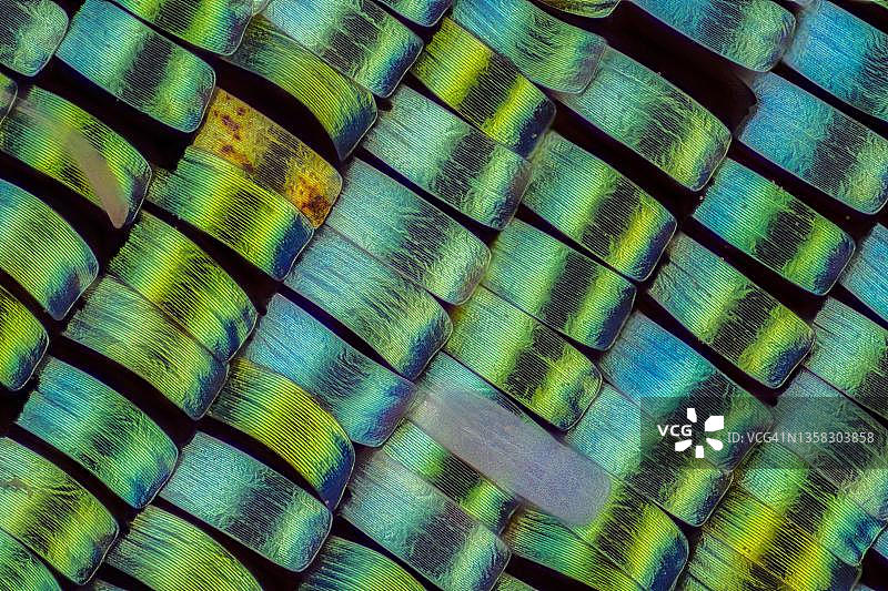 彩虹蜂鸟蛾翅膀鳞片，宏观照片，放大倍数ABM 101，德国黑森州图片素材