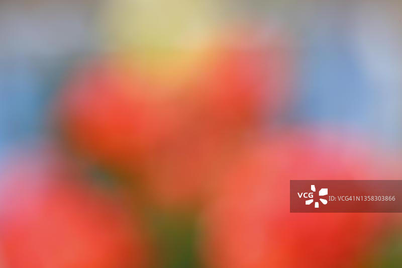 魁北克省花卉散景效果背景图图片素材
