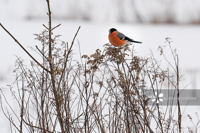 红腹灰雀、灌木、冬季，波兰图片素材
