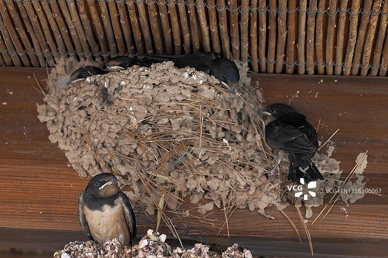 巢中的幼 swallow，等待第一次飞行的 swallow，西班牙图片素材